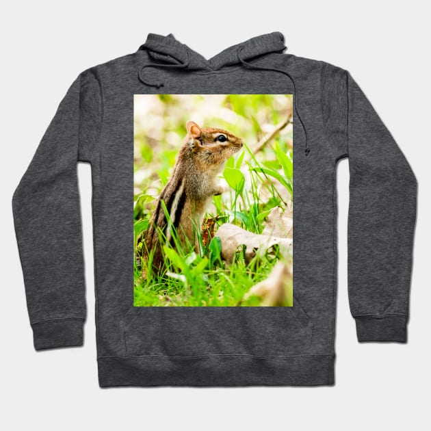 Curious Little Chipmunk in the Grass Photograph Hoodie by love-fi